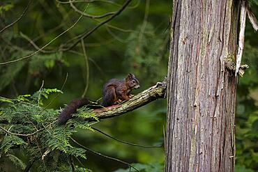 Eurasian red squirrel (Sciurus vulgaris) sitting on a branch, Bad Homburg. Hesse, Germany, Europe