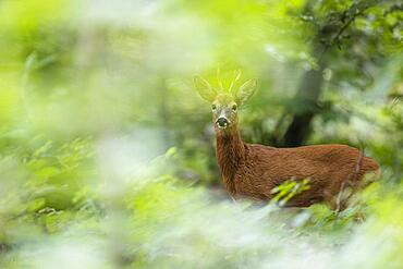 European roe deer (Capreolus capreolus), adult buck, Bad Homburg, Hesse, Germany, Europe