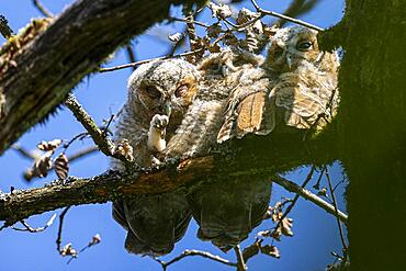 Tawny owl (Strix aluco), three fledglings sleeping close together on a branch, Bad Homburg, Hesse, Germany, Europe