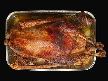 Freshly roasted goose from the oven, Mecklenburg-Vorpommern, Germany, Europe