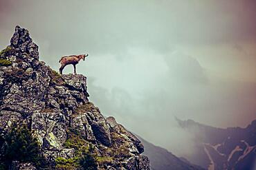 Chamois (Rupicapra rupicapra), stands on a rock, Tatra mountains, Poland, Europe