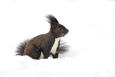 Eurasian red squirrel (Sciurus vulgaris), sitting on the ground in the snow, Terfens, Tyrol, Austria, Europe