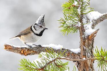 Crested tit (Parus cristatus), sitting on a branch, Terfens, Tyrol, Austria, Europe