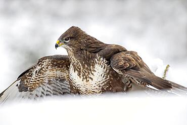 Steppe buzzard (Buteo buteo), sitting on the ground in the snow and mantling, Terfens, Tyrol, Austria, Europe