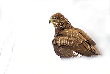 Steppe buzzard (Buteo buteo), sitting in the snow on the ground, Terfens, Tyrol, Austria, Europe