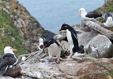 Southern rockhopper penguin (Eudyptes chrysocome), hopping over rocks, West Point, Falkland Islands, South America