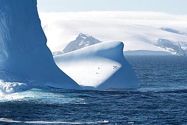 Penguins on iceberg, Antarctica