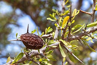 Ripe argan (Argania spinosa), fruit of the argan tree, Morocco, Africa