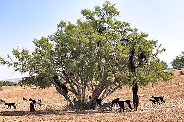 Goats on an argan (Argania spinosa), southwest of Morocco, Morocco, Africa