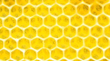 Beeswax, freshly removed honeycomb, Bavaria, Germany, Europe