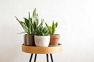 Houseplants against a white background, Germany, Europe