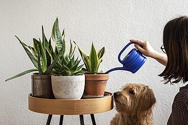 Woman watering houseplants, dog watching, Germany, Europe