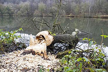 Tree felled by beaver, european beaver (Castor fiber), on the Fulda near Kassel, Hesse, Germany, Europe