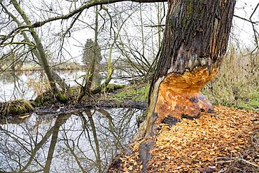 Beaver damage or gnaw marks on tree on the bank of the Fulda near Kassel, european beaver (Castor fiber), Hesse, Germany, Europe