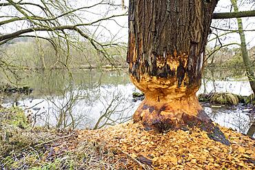 Beaver damage or gnaw marks on tree on the bank of the Fulda near Kassel, european beaver (Castor fiber), Hesse, Germany, Europe