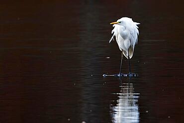 Great egret (Ardea alba) standing on dead wood in the water, Hesse, Germany, Europe