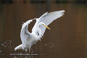 Great egret (Ardea alba) fishing, Hesse, Germany, Europe