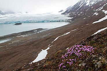 Red purple saxifrage (Saxifraga oppositifolia), St. Jonsfjorden, Spitsbergen, Norway, Europe