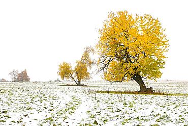 Tree with autumn leaves in the first snow, Harz Mountains, Thale, Saxony-Anhalt, Germany, Europe