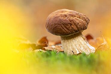 King bolete (Boletus edulis), Thale, Saxony-Anhalt, Germany, Europe