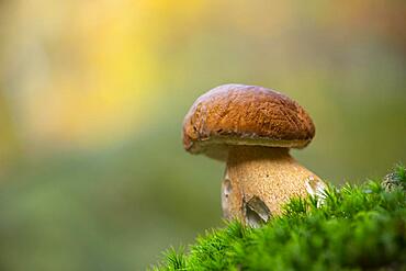 King bolete (Boletus edulis), Thale, Saxony-Anhalt, Germany, Europe