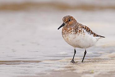 Sanderling (Calidris alba), winter plumage, wading bird, Helgoland Island, dune, Schleswig Holstein, Germany, Europe