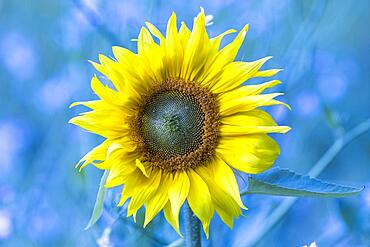 Sunflower, Germany, Europe