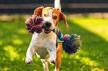 Beagle dog runs in garden with colorful toy