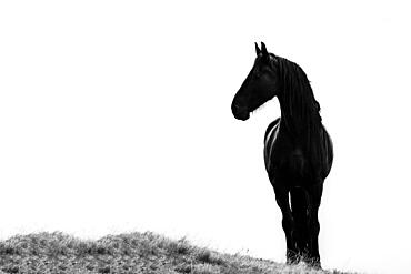 Black domestic horse (Equus caballus) in a meadow against a misty white sky, Innsbruck, Tyrol, Austria, Europe