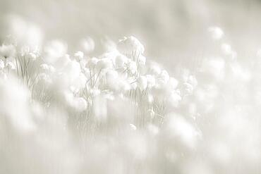 Cottongrass (Eriophorum) meadow, Sellrain, Innsbruck, Tyrol, Austria, Europe