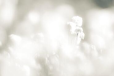 Cottongrass (Eriophorum) meadow, Sellrain, Innsbruck, Tyrol, Austria, Europe