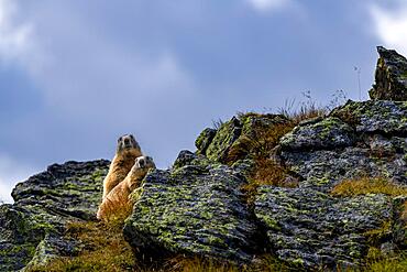 Alpine marmot (Marmota marmota) on rocks with green lichen, Sellrain, Innsbruck, Tyrol, Austria, Europe