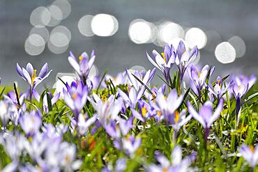 Crocus with reflected Sun in Water in the Spring, Husum Schlosspark, Schleswig Holstein, Germany, Europe