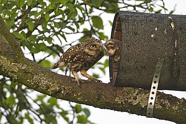 Little owls (Athene noctua), feeding young, Emsland, Lower Saxony, Germany, Europe