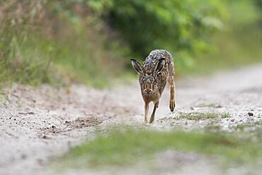 European hare (Lepus europaeus), Emsland, Lower Saxony, Germany, Europe