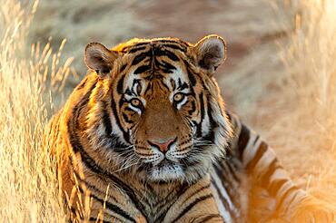 Bengal tiger (Panthera tigris tigris) portrait, Tiger Canyon Farm, Philippolis, South Africa, Africa