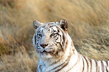 White bengal tiger (Panthera tigris tigris) portrait, Tiger Canyon Farm, Philippolis, South Africa, Africa