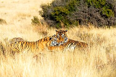 Bengal tiger (Panthera tigris tigris) Female tiger rubbing against male, Tiger Canyon Farm, Philippolis, South Africa, Africa