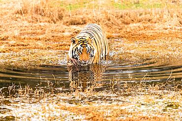 Bengal tiger (Panthera tigris tigris) walks through water, Tiger Canyon Farm, Philippolis, South Africa, Africa