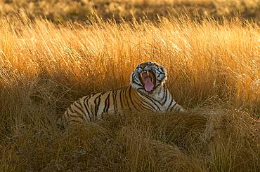 Bengal tiger (Panthera tigris tigris) lying in the grass and yawning, Tiger Canyon Farm, Philippolis, South Africa, Africa