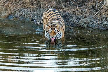 Bengal tiger (Panthera tigris tigris) Snarling in the water, Tiger Canyon Farm, Philippolis, South Africa, Africa