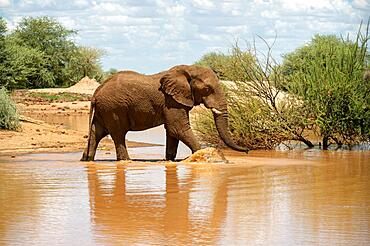 African elephant (Loxodonta africana) walking through the water, Erindi Private Game Reserve, Namibia, Africa