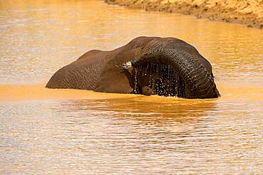 African elephant (Loxodonta africana) bathing in a lake, Erindi Private Game Reserve, Namibia, Africa