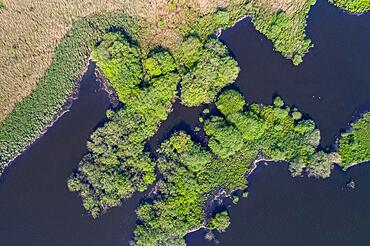 Aerial view of the southern bay of the Duemmer, reeds, Lake Duemmer, Lower Saxony, Germany, Europe