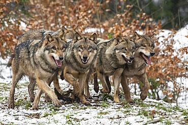 Gray wolf (Canis lupus), pack, winter, Neuhaus, Lower Saxony, Germany, Europe