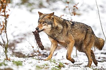 Gray wolf (Canis lupus) with prey, winter, Neuhaus, Lower Saxony, Germany, Europe