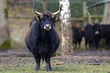 Domestic cattle (Bos primigenius), Ur in a meadow, captive