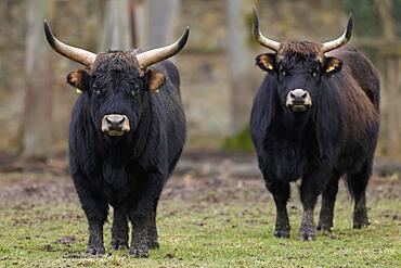 Two domestic cattle (Bos primigenius), Ur in a meadow, captive