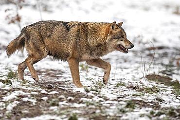 Gray wolf (Canis lupus), Winter, Neuhaus, Lower Saxony, Germany, Europe