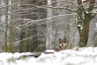 Gray wolf (Canis lupus), Winter, Neuhaus, Lower Saxony, Germany, Europe